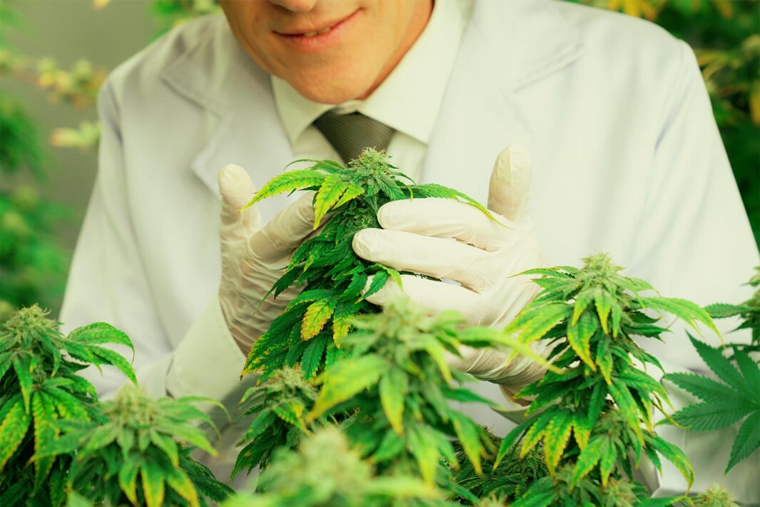 Building a Scalable Cannabis Operation