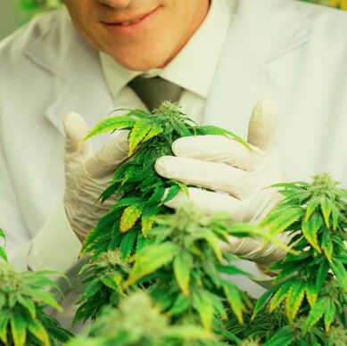 Building a Scalable Cannabis Operation