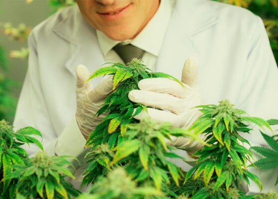 Building a Scalable Cannabis Operation