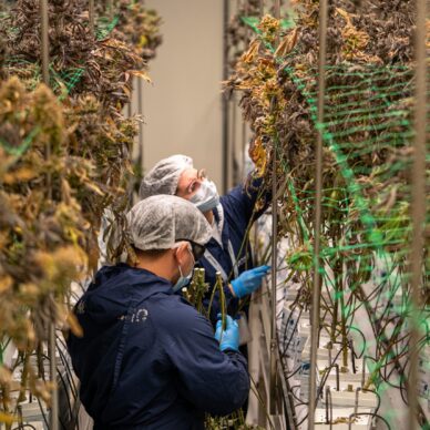 cannabis-facility