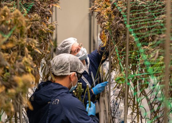 cannabis-facility
